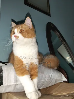 3-6 Months Female Purebred Persian