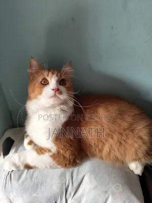 3-6 Months Female Purebred Persian