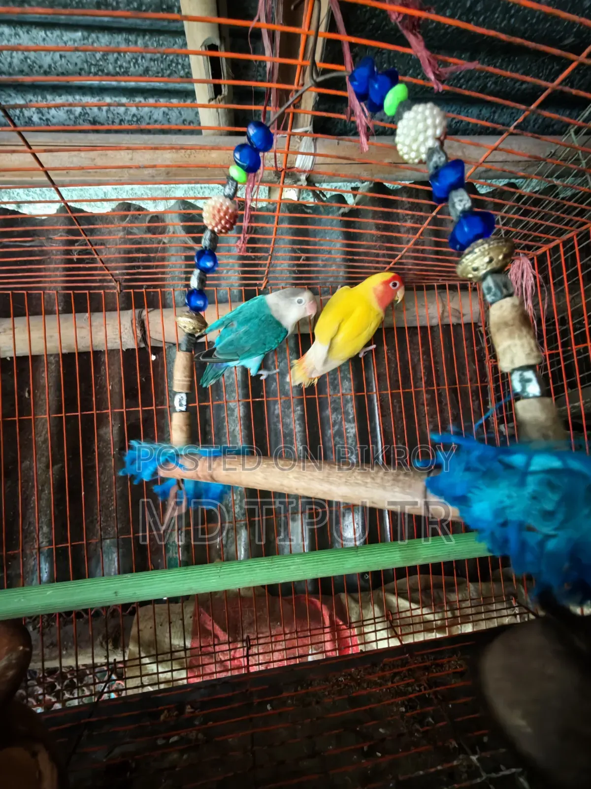 লাভ বার্ড গুলা বিক্রি করা হবে