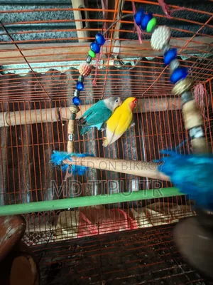 লাভ বার্ড গুলা বিক্রি করা হবে
