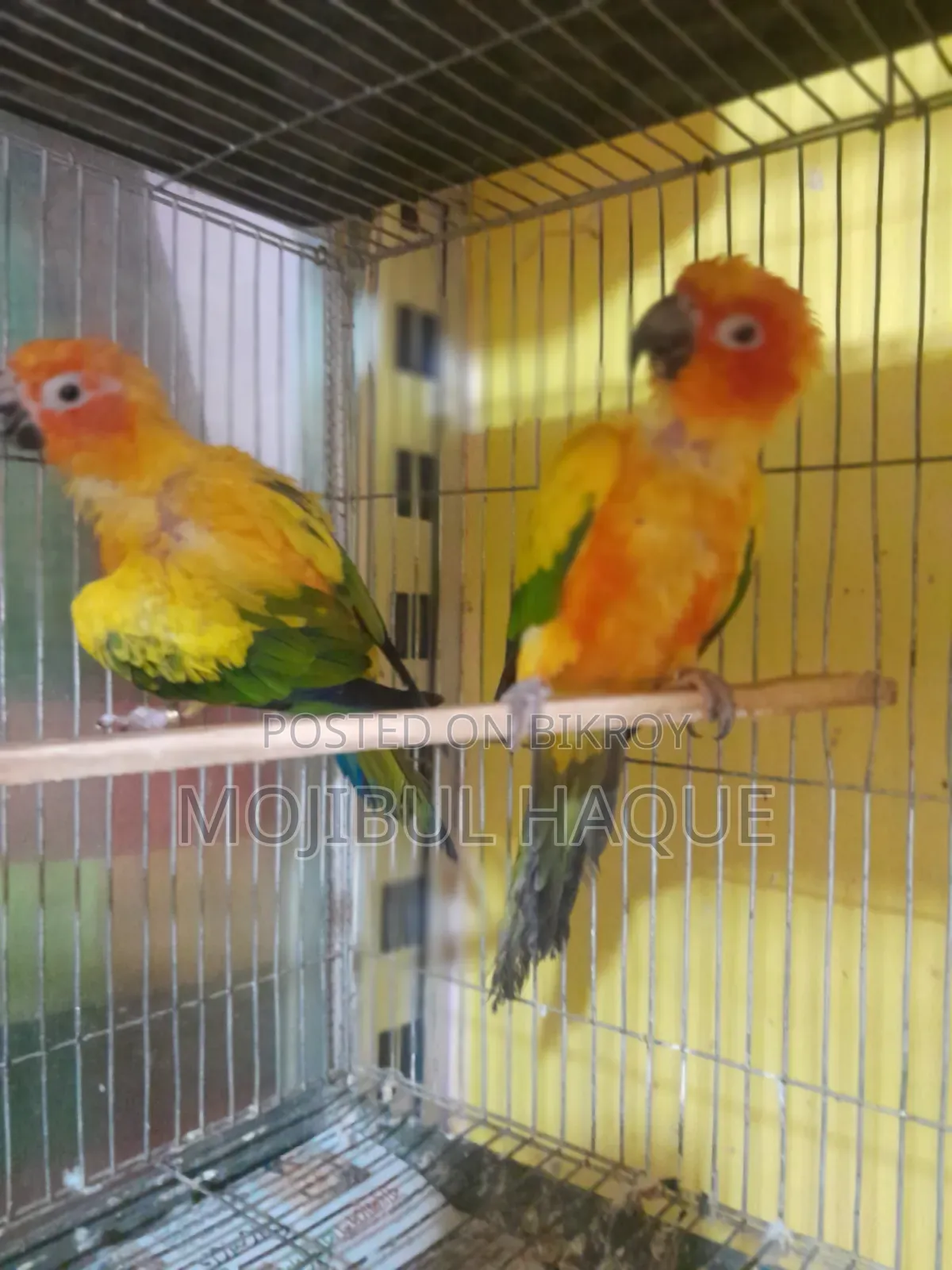 সান কুনুর