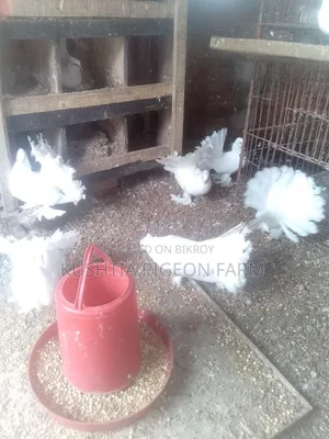 Four Peacock Pigeons