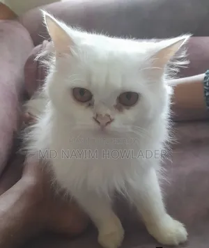 ৩-৬ মাস বয়সী মহিলা মিশ্র জাতের পার্সিয়ান
