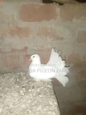 Four Peacock Pigeons