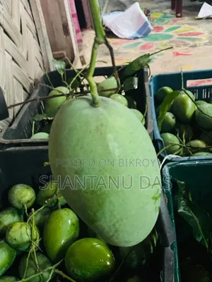 Amrapali - Khagrachhari