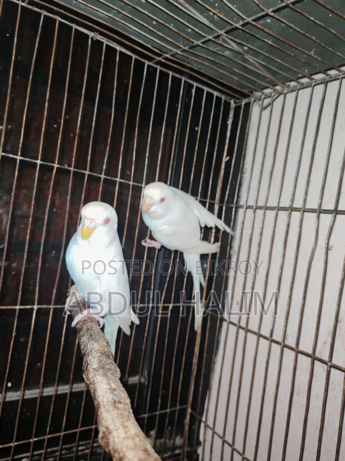 রেড আই অ্যালভিনো ফিমেল