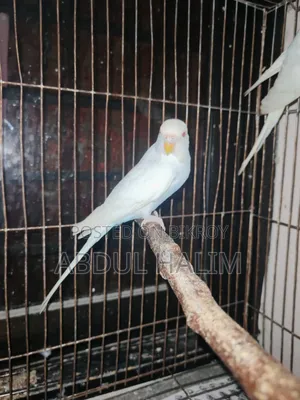 রেড আই অ্যালভিনো ফিমেল