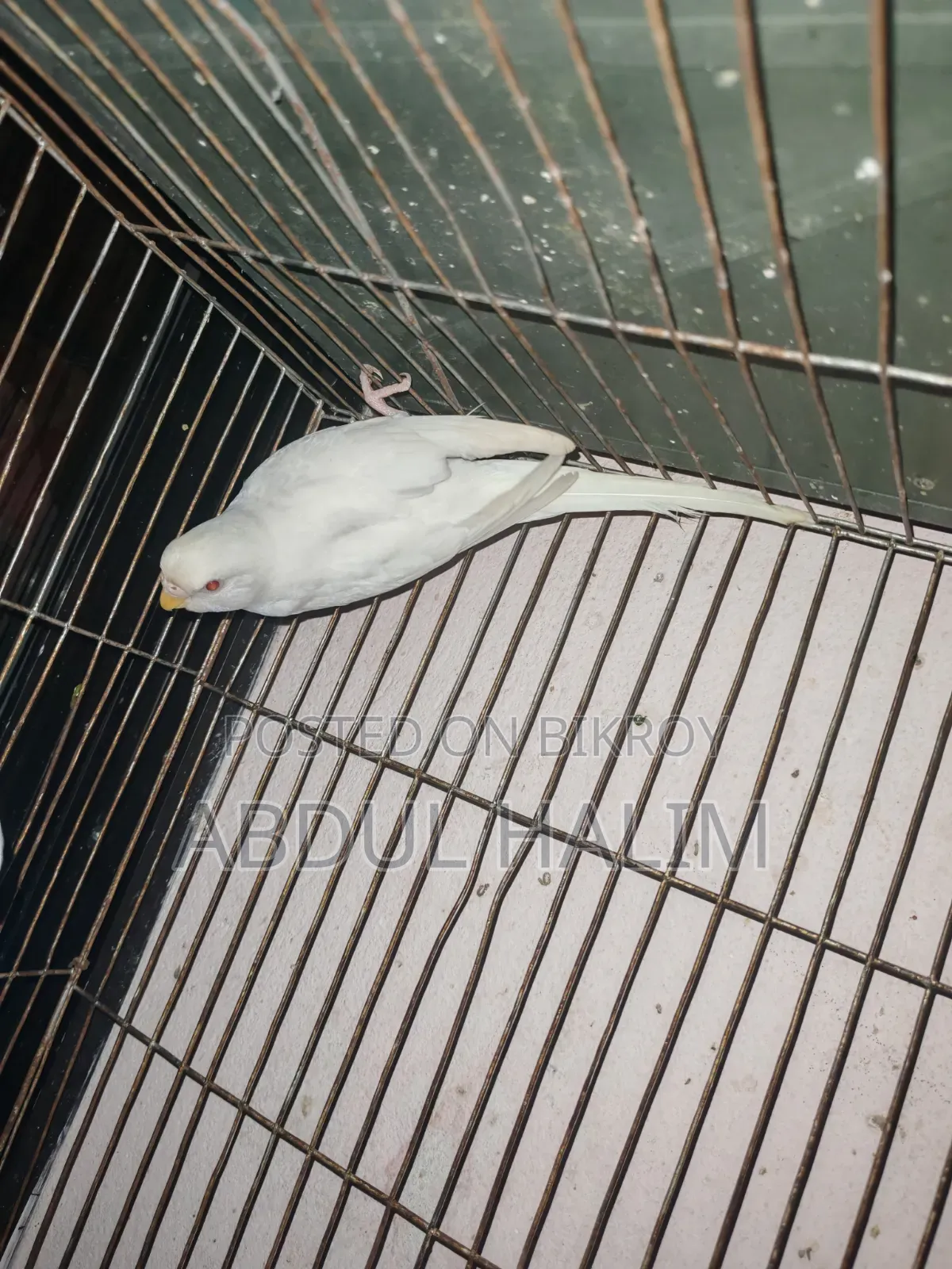 রেড আই অ্যালভিনো ফিমেল