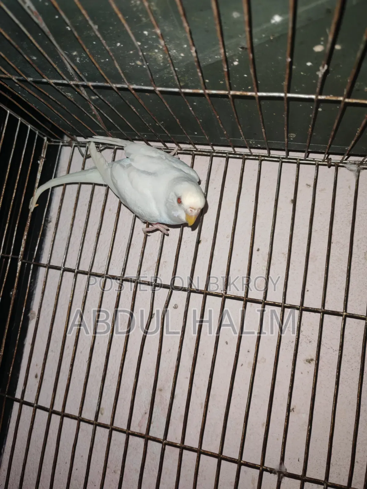 রেড আই অ্যালভিনো ফিমেল