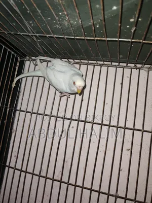 রেড আই অ্যালভিনো ফিমেল