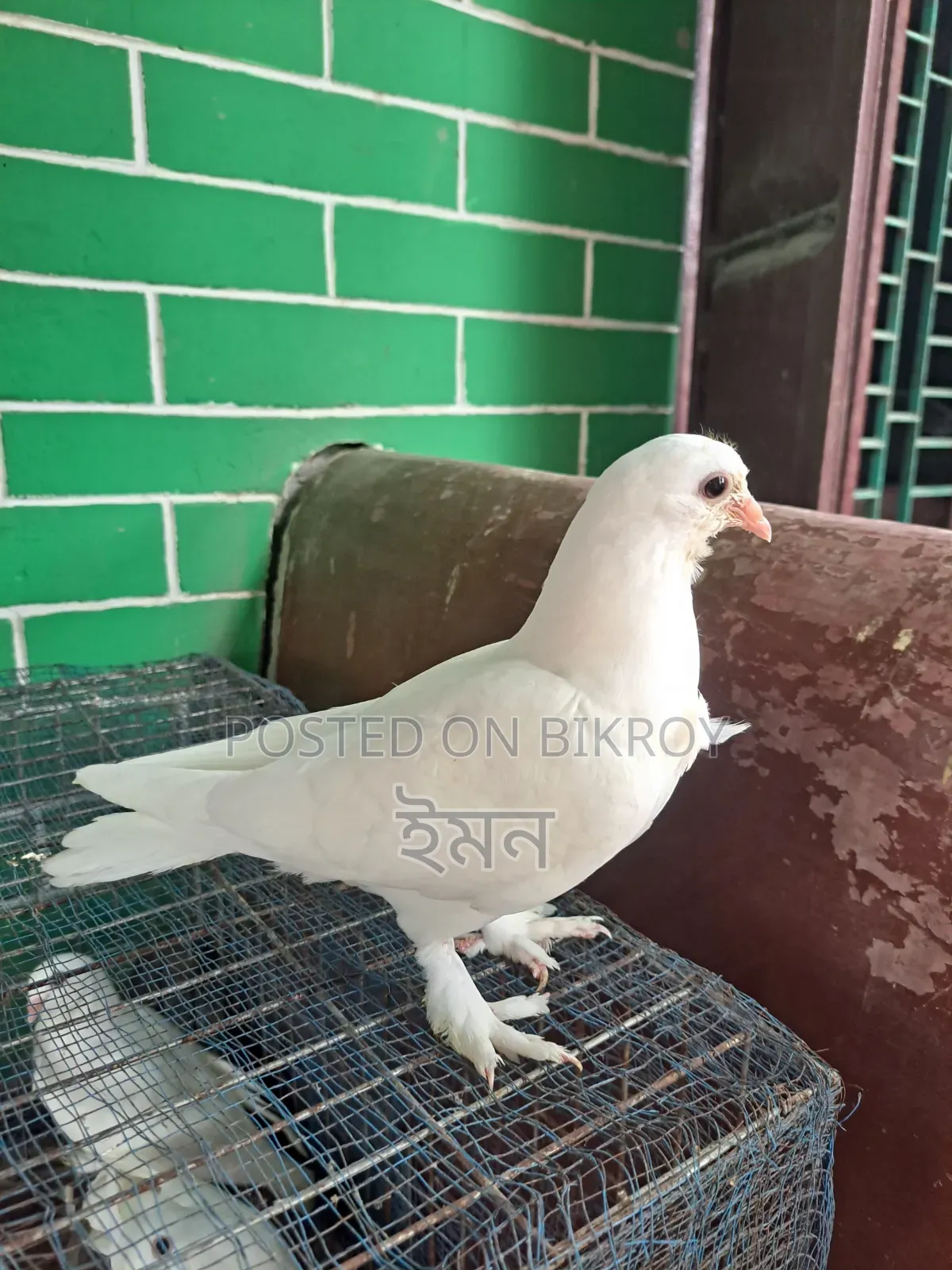 কাগজি সাটিং কবুতর
