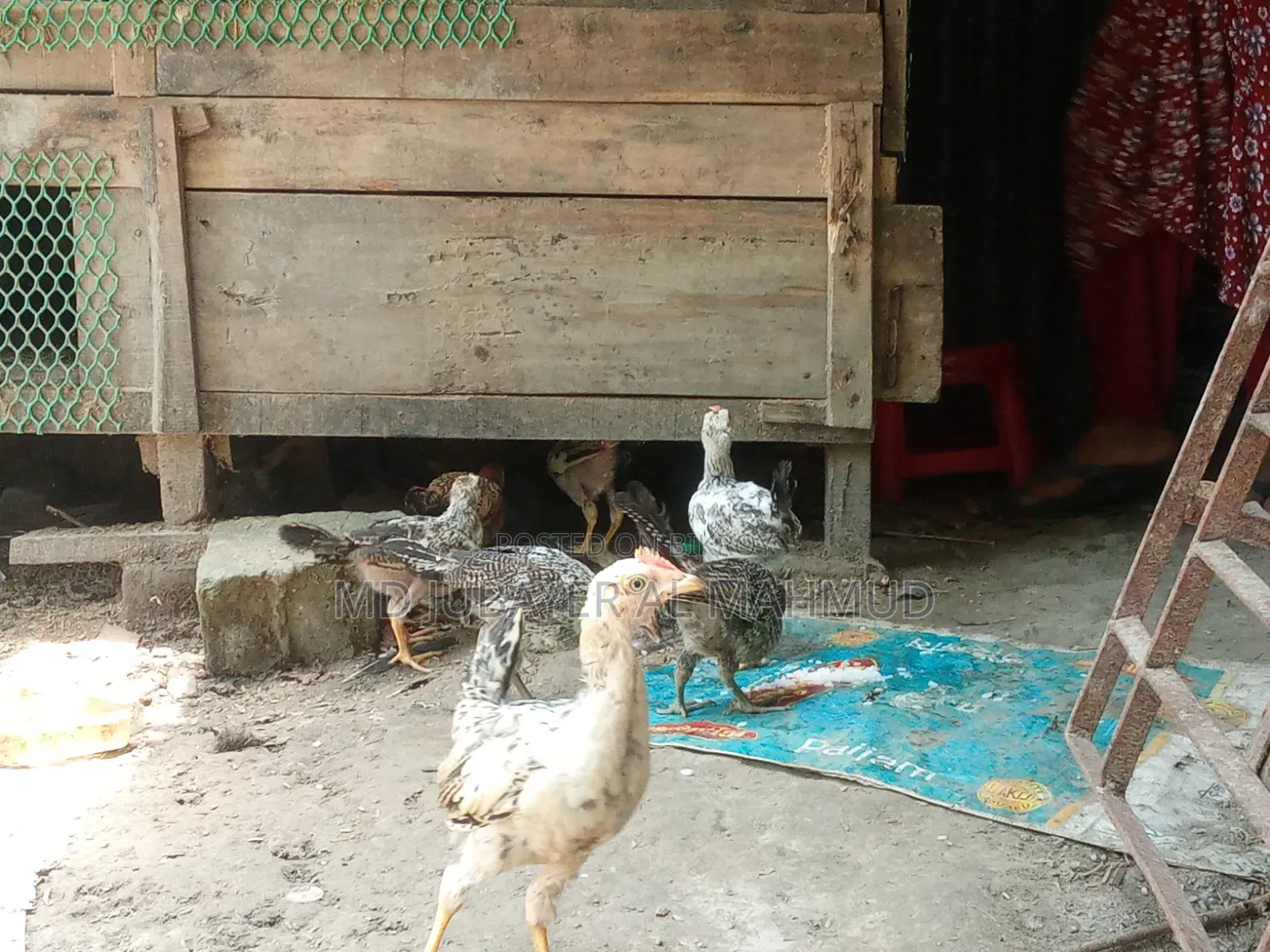 Chicken Chicks for Sale