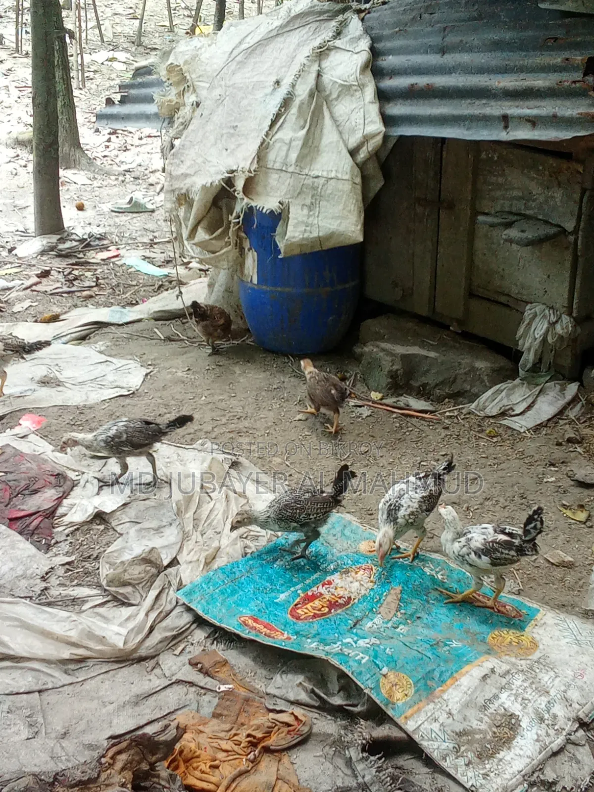 Chicken Chicks for Sale