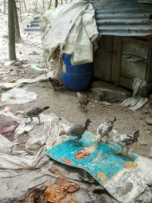 Chicken Chicks for Sale