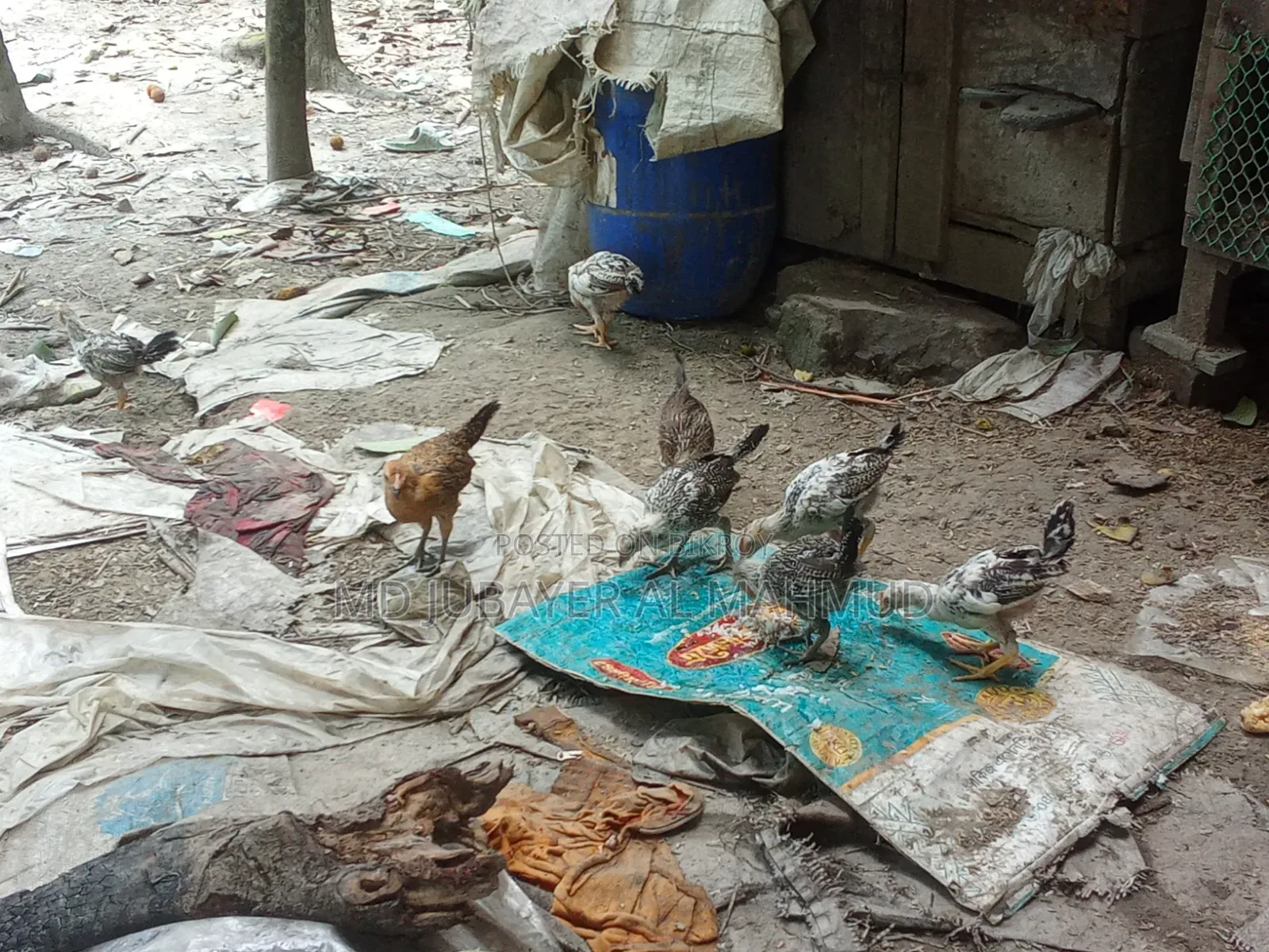 Chicken Chicks for Sale