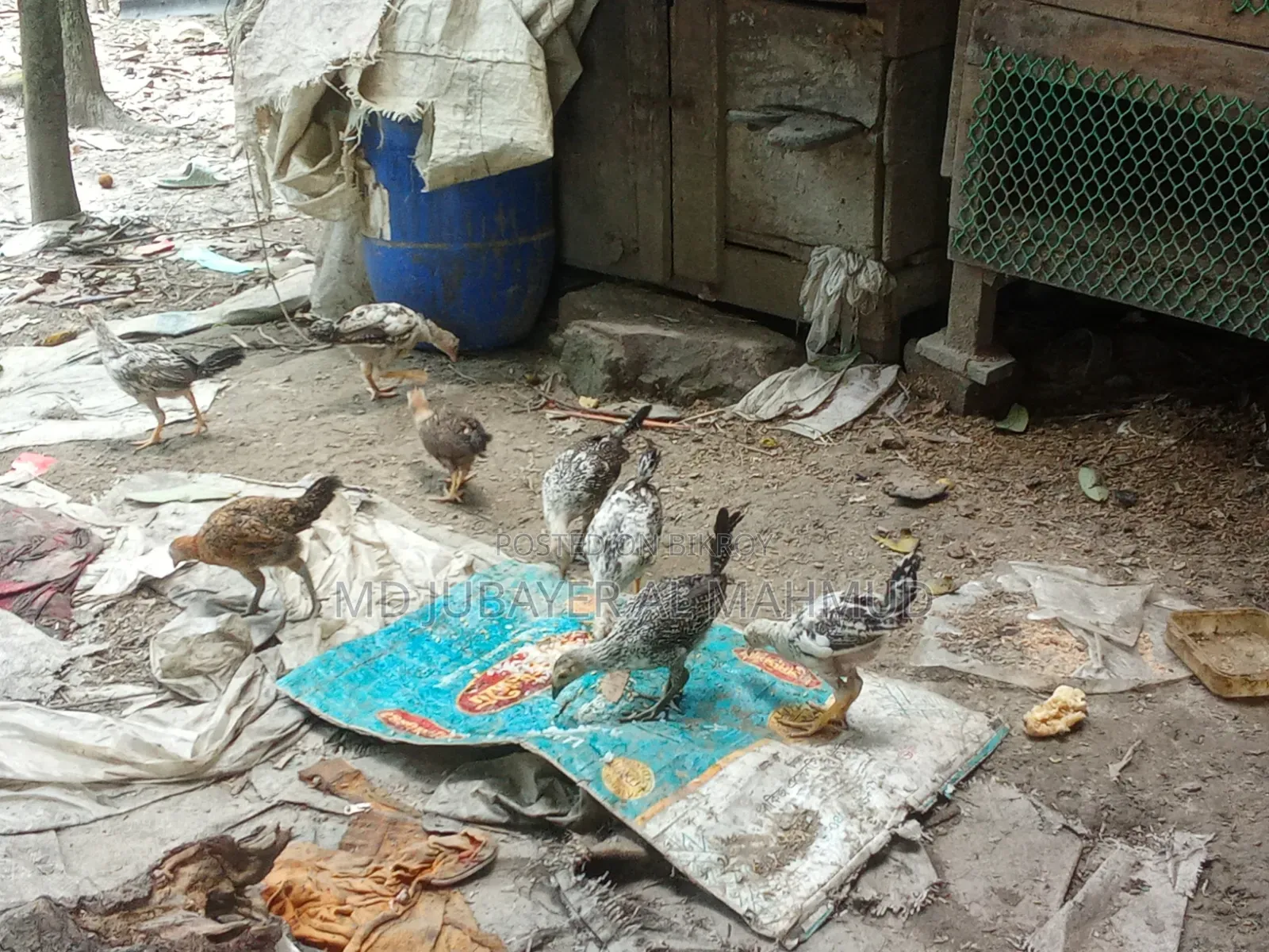 Chicken Chicks for Sale