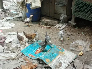 Chicken Chicks for Sale