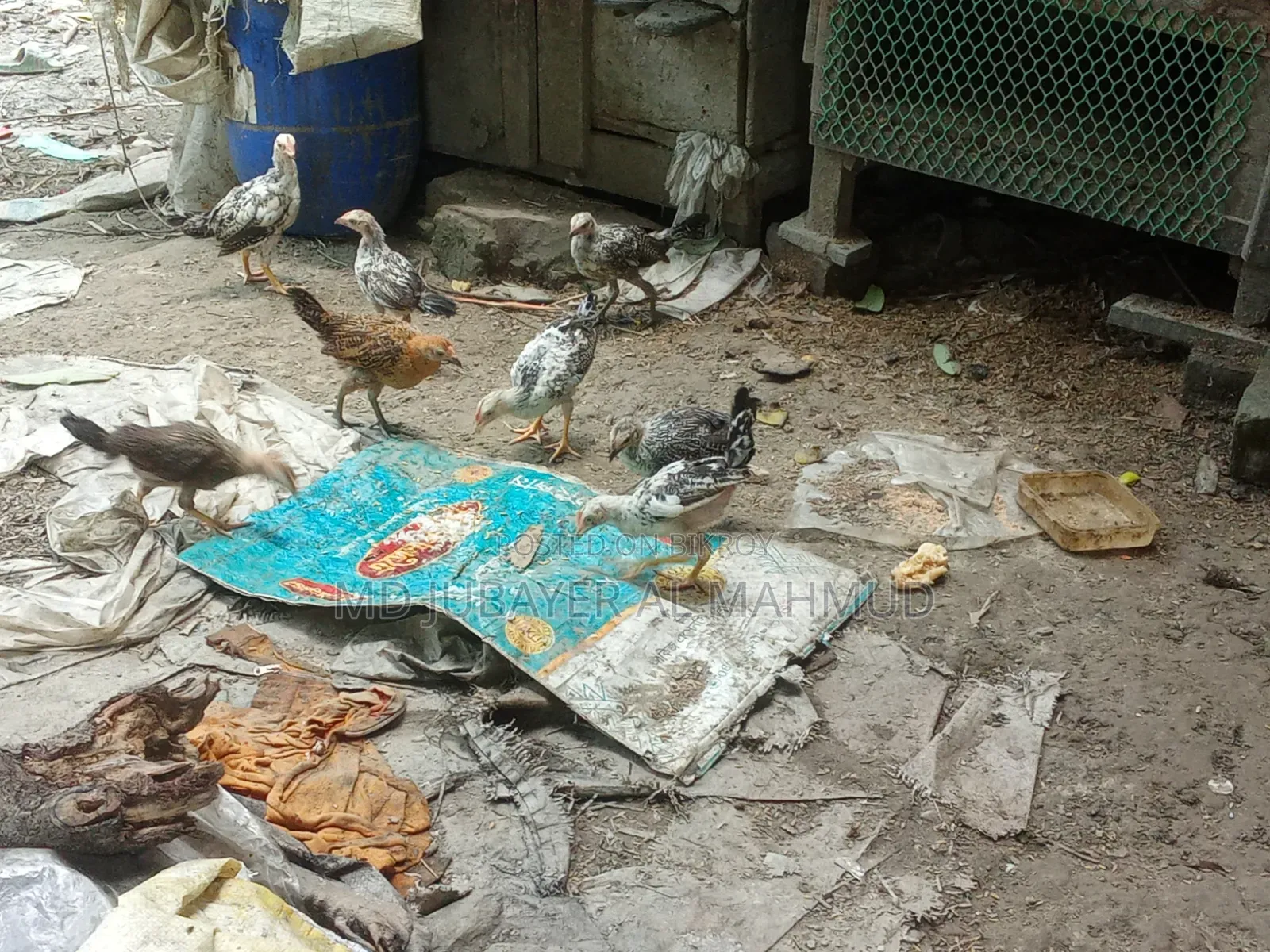 Chicken Chicks for Sale