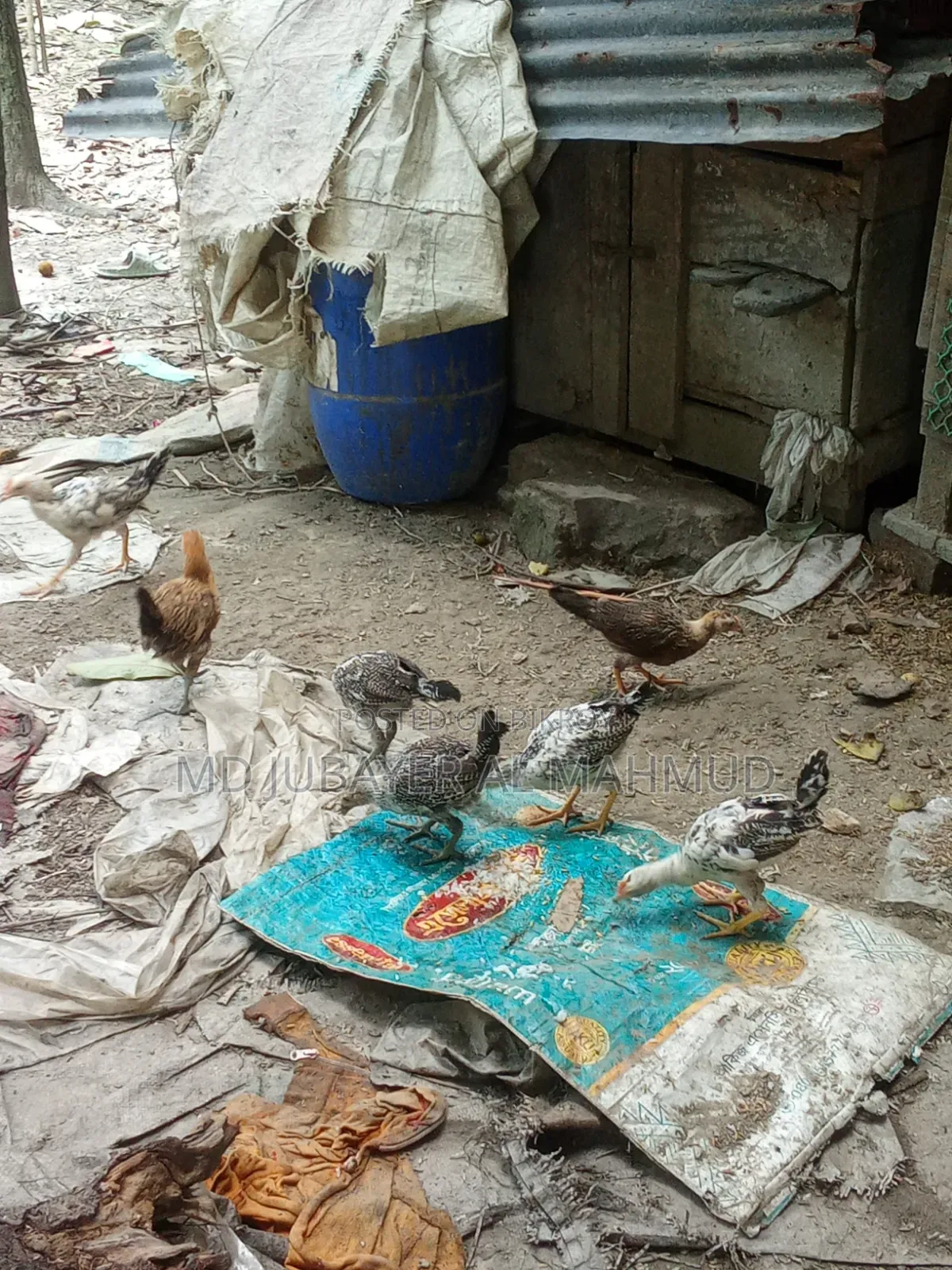 Chicken Chicks for Sale