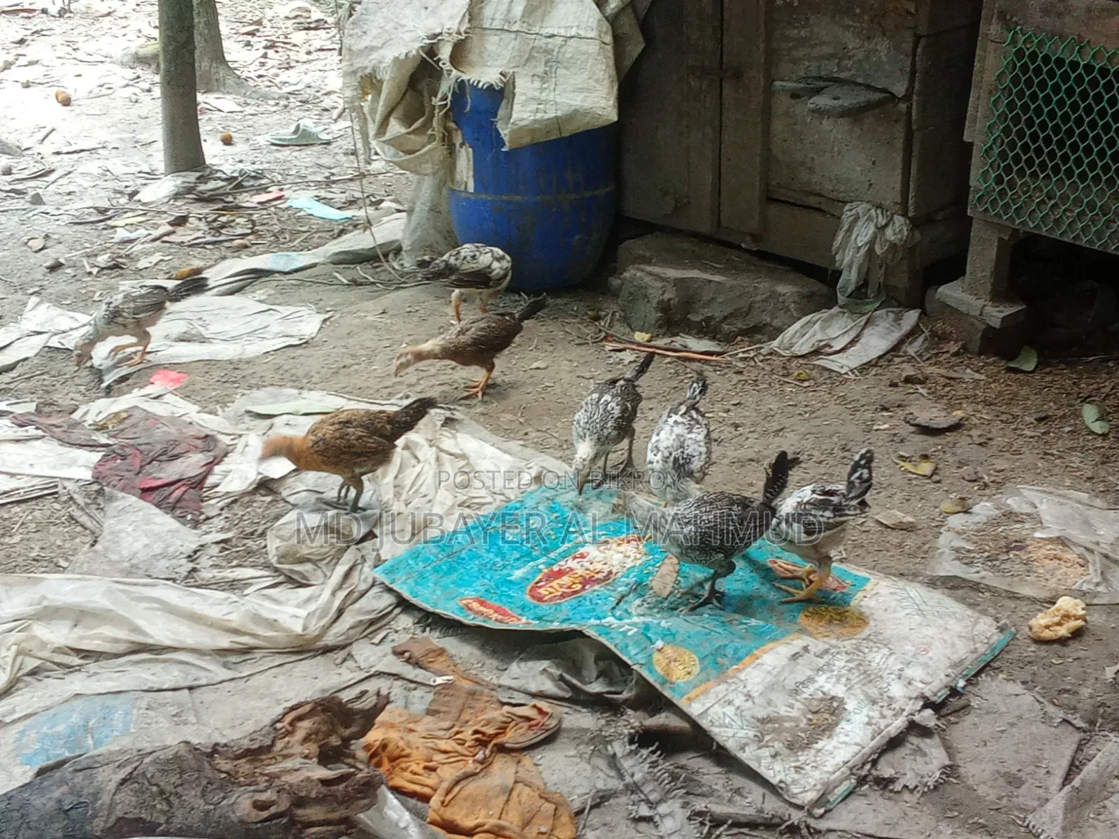 Chicken Chicks for Sale