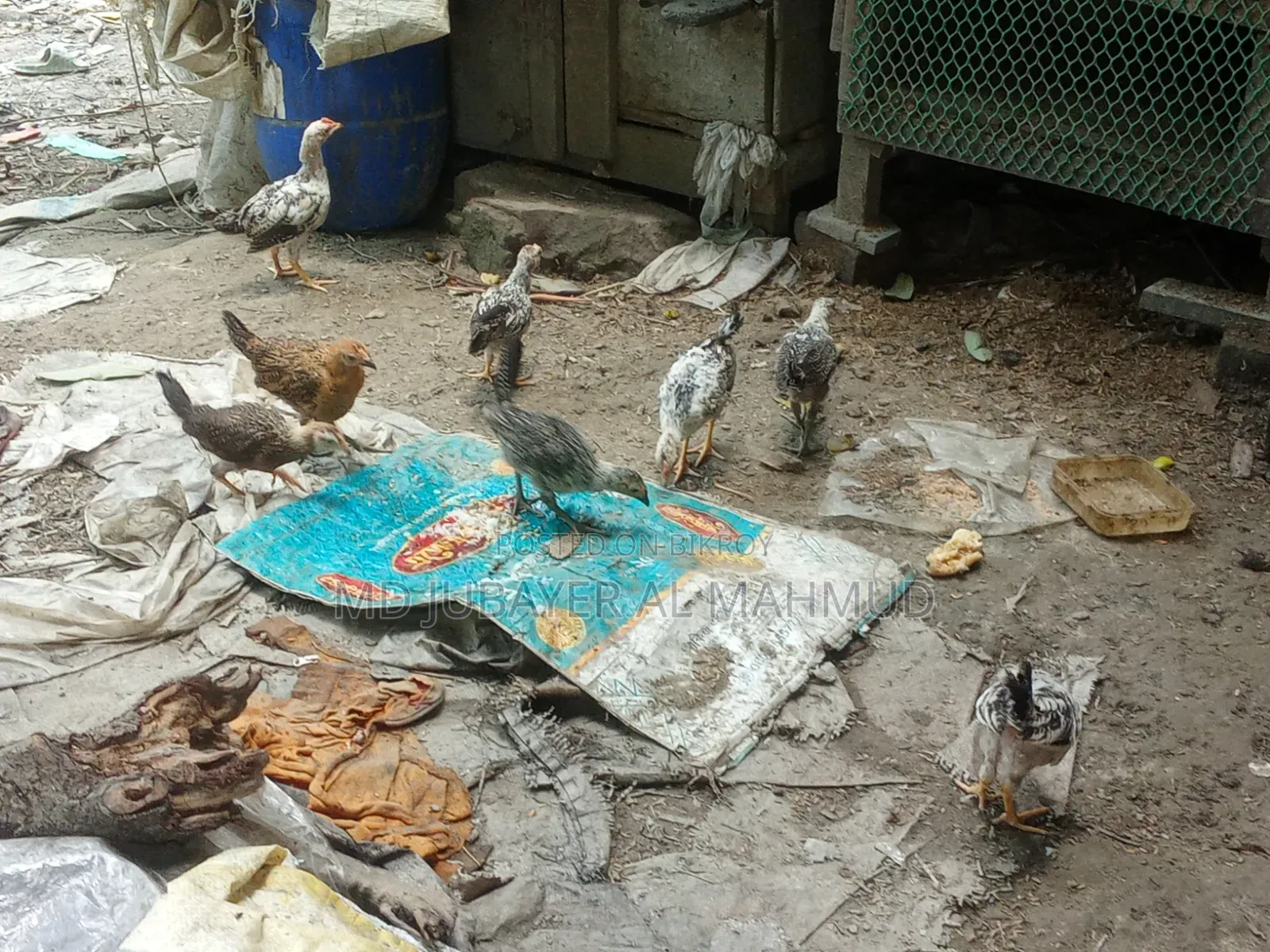 Chicken Chicks for Sale