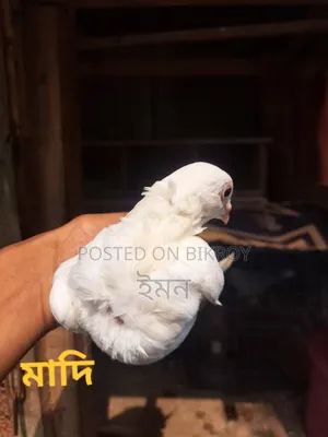 কাগজি সাটিং কবুতর
