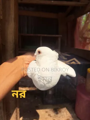 কাগজি সাটিং কবুতর