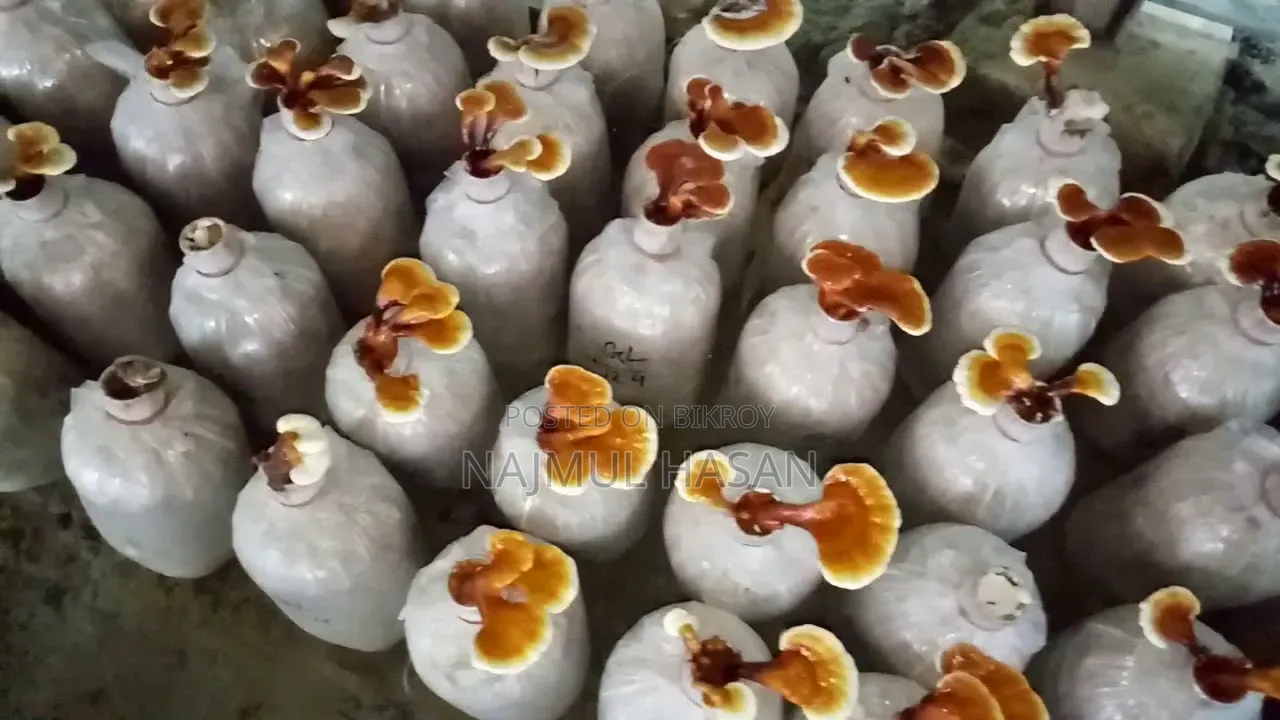 Reishi Mushroom
