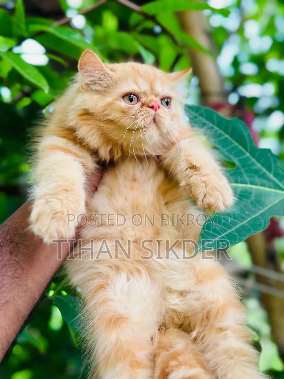 ১-৩ মাস বয়সী স্ত্রী বিশুদ্ধ পার্সিয়ান বিড়াল