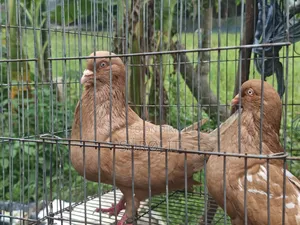 Adult King Pigeon