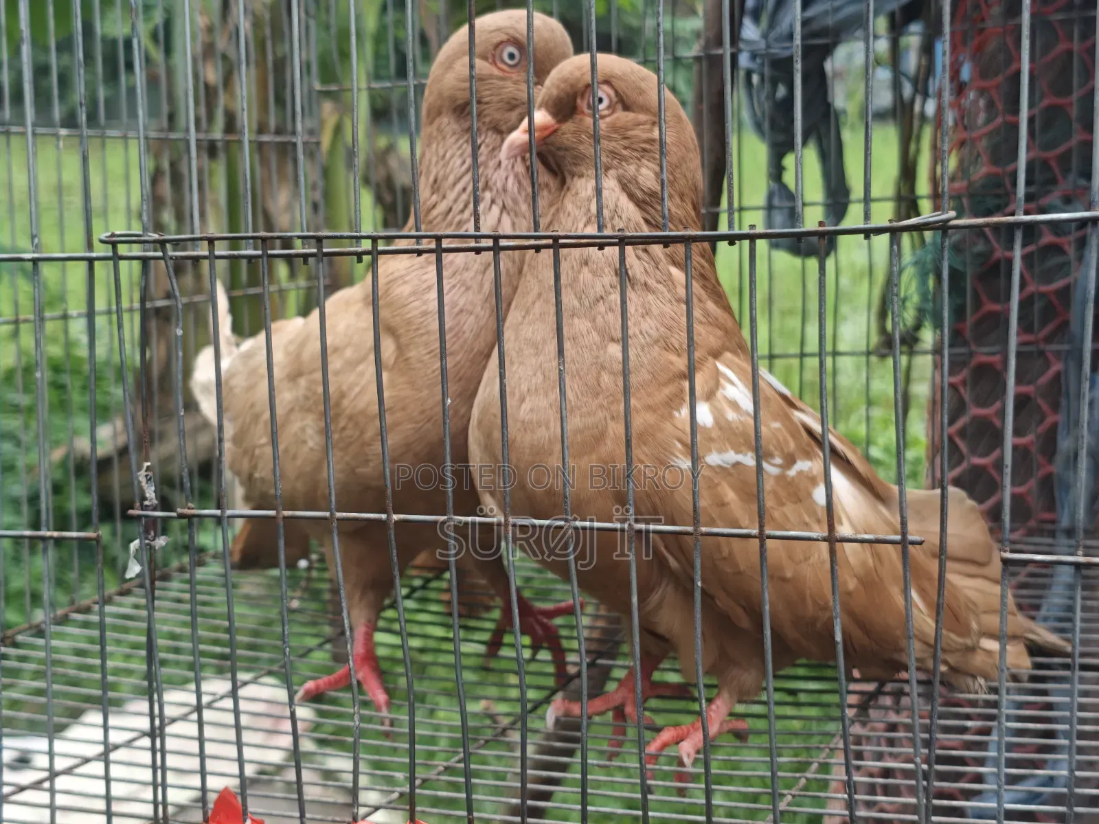 Adult King Pigeon