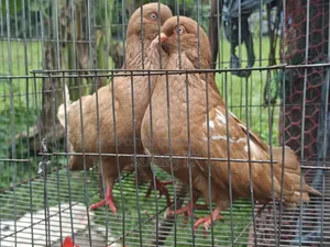 Adult King Pigeon