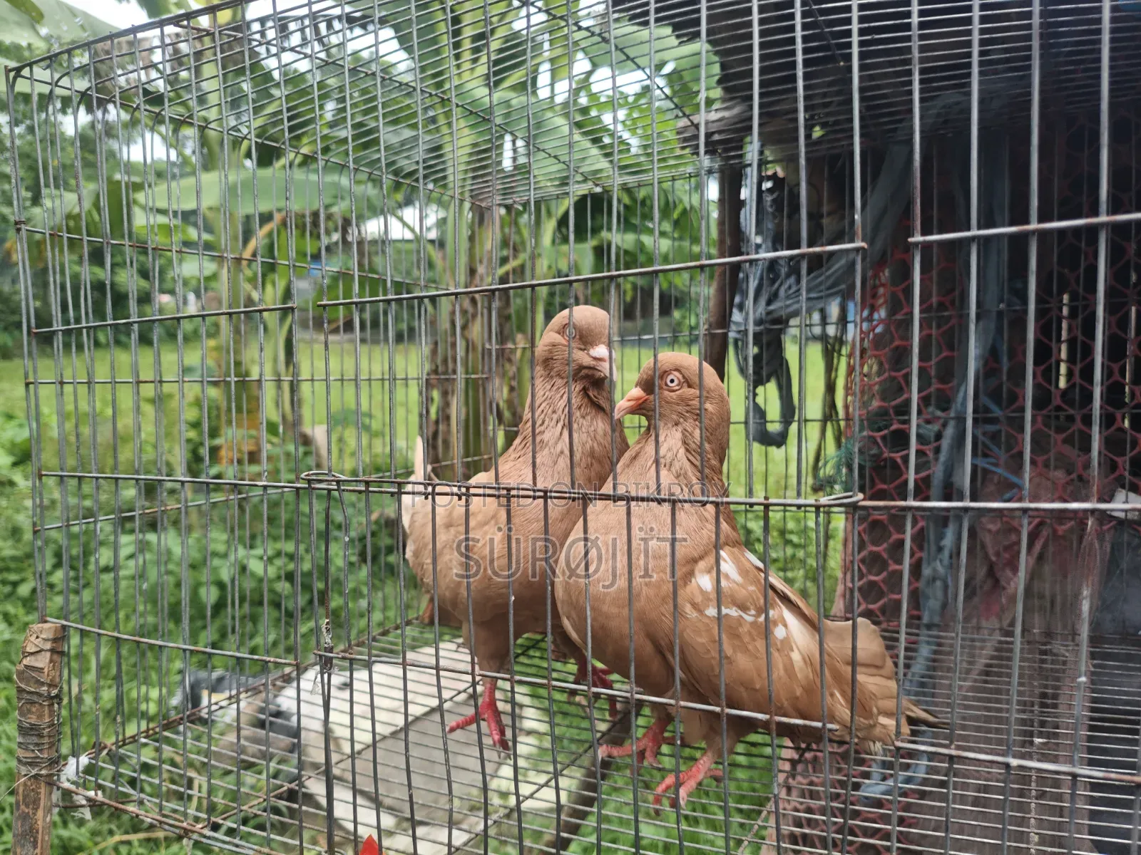 Adult King Pigeon