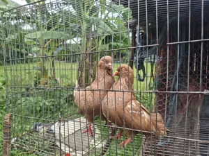 Adult King Pigeon