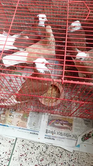 Some Garra pigeons for sale