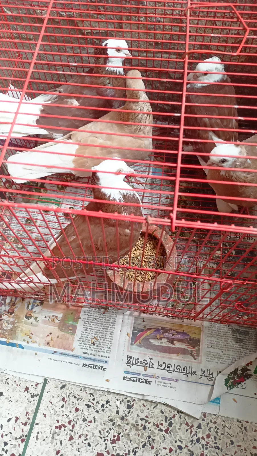 Some Garra pigeons for sale