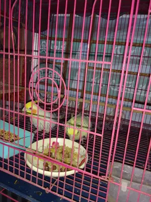 কোকাটেল পাখি লোটিনো
