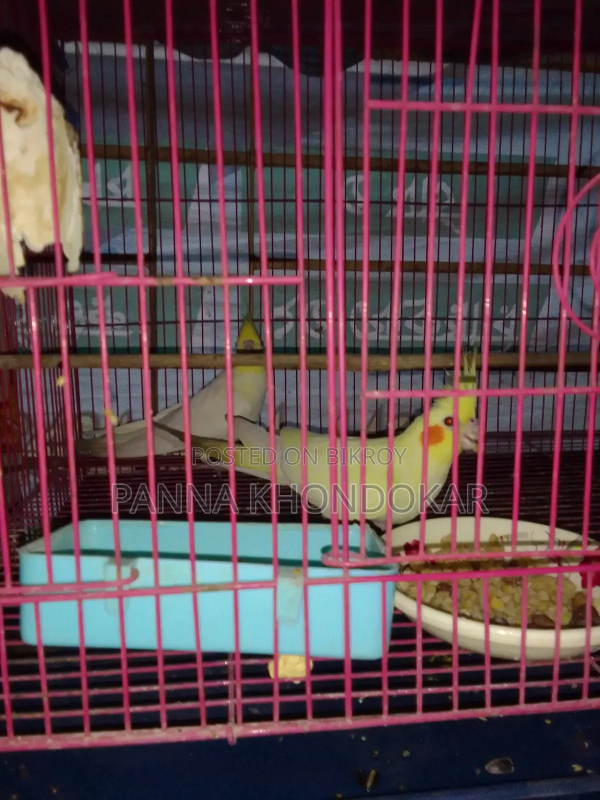 কোকাটেল পাখি লোটিনো