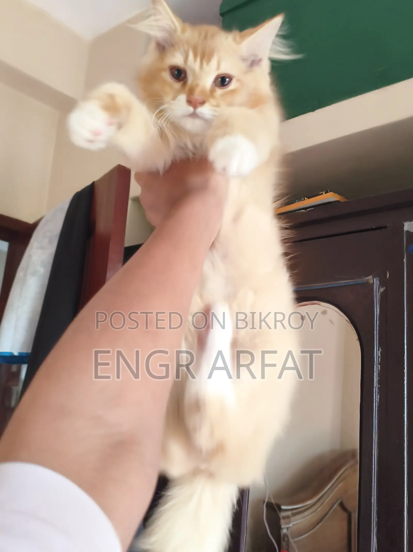 1-3 Months Male Purebred Persian