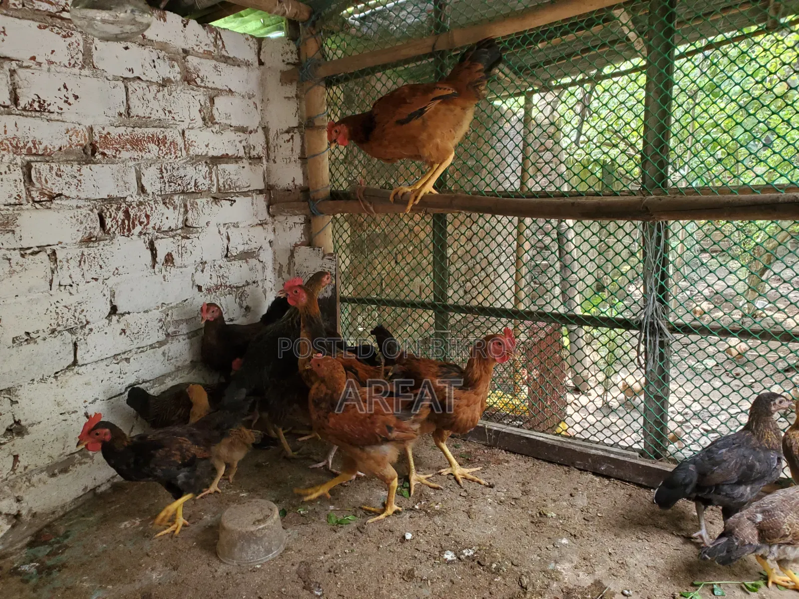Native chicken chicks of growing age for sale.