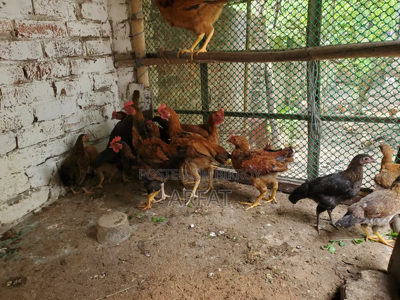 Native chicken chicks of growing age for sale.