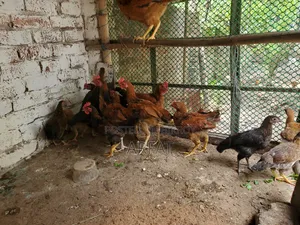 Native chicken chicks of growing age for sale.