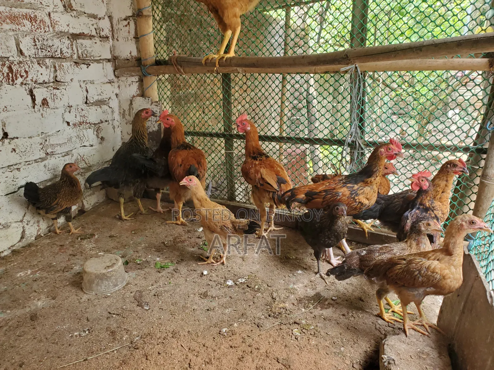 Native chicken chicks of growing age for sale.