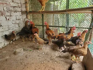 Native chicken chicks of growing age for sale.