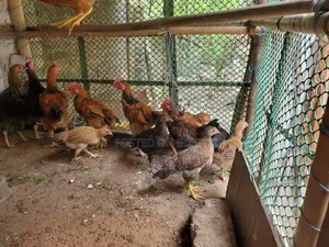 Native chicken chicks of growing age for sale.