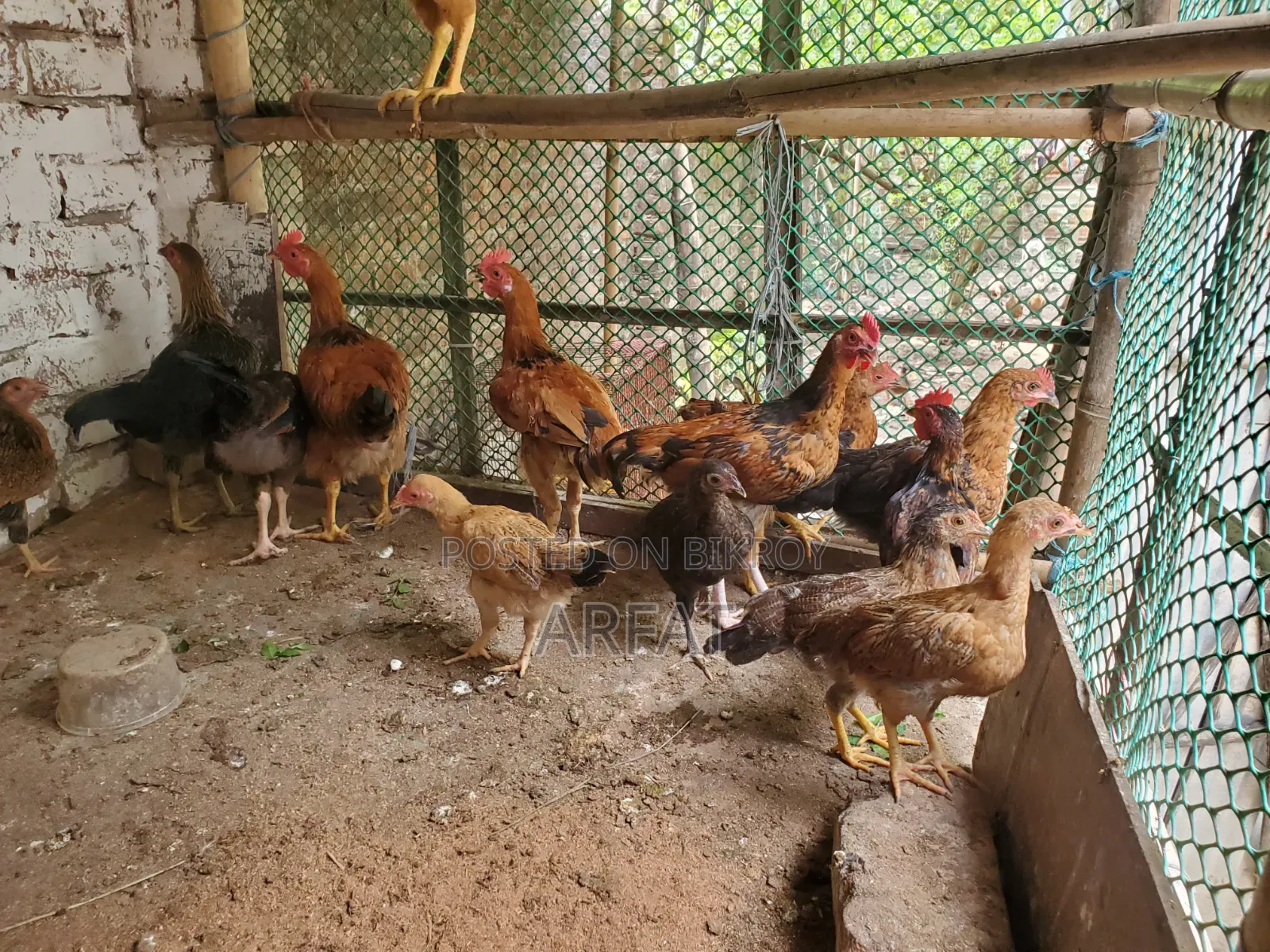 Native chicken chicks of growing age for sale.
