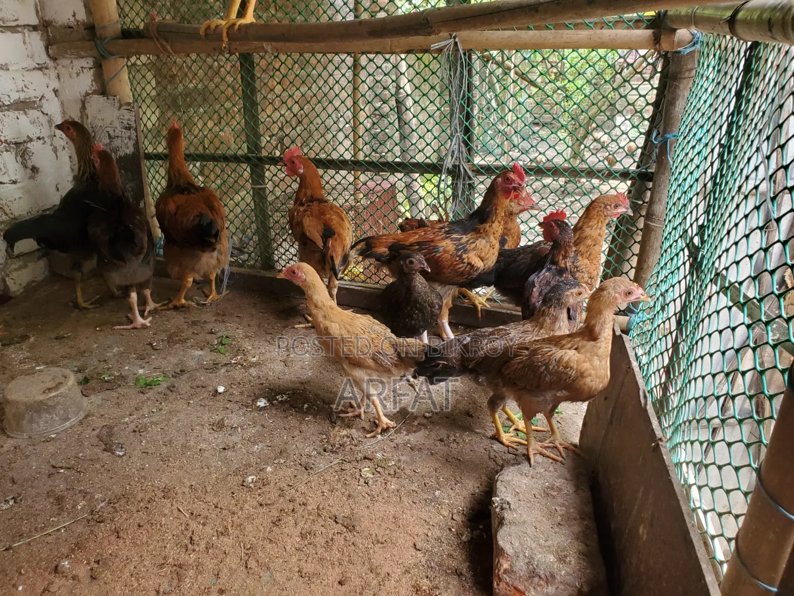 Native chicken chicks of growing age for sale.