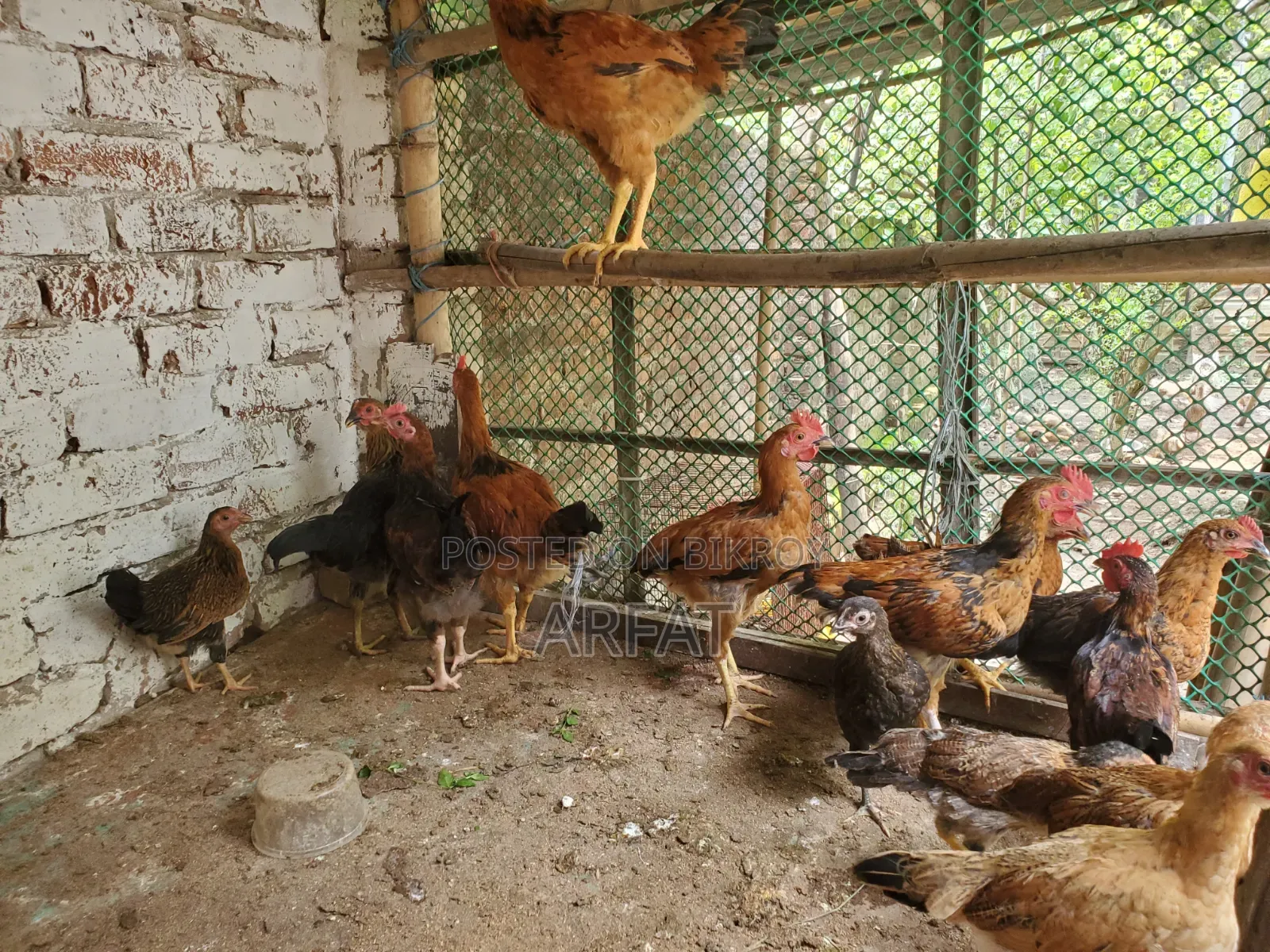 Native chicken chicks of growing age for sale.