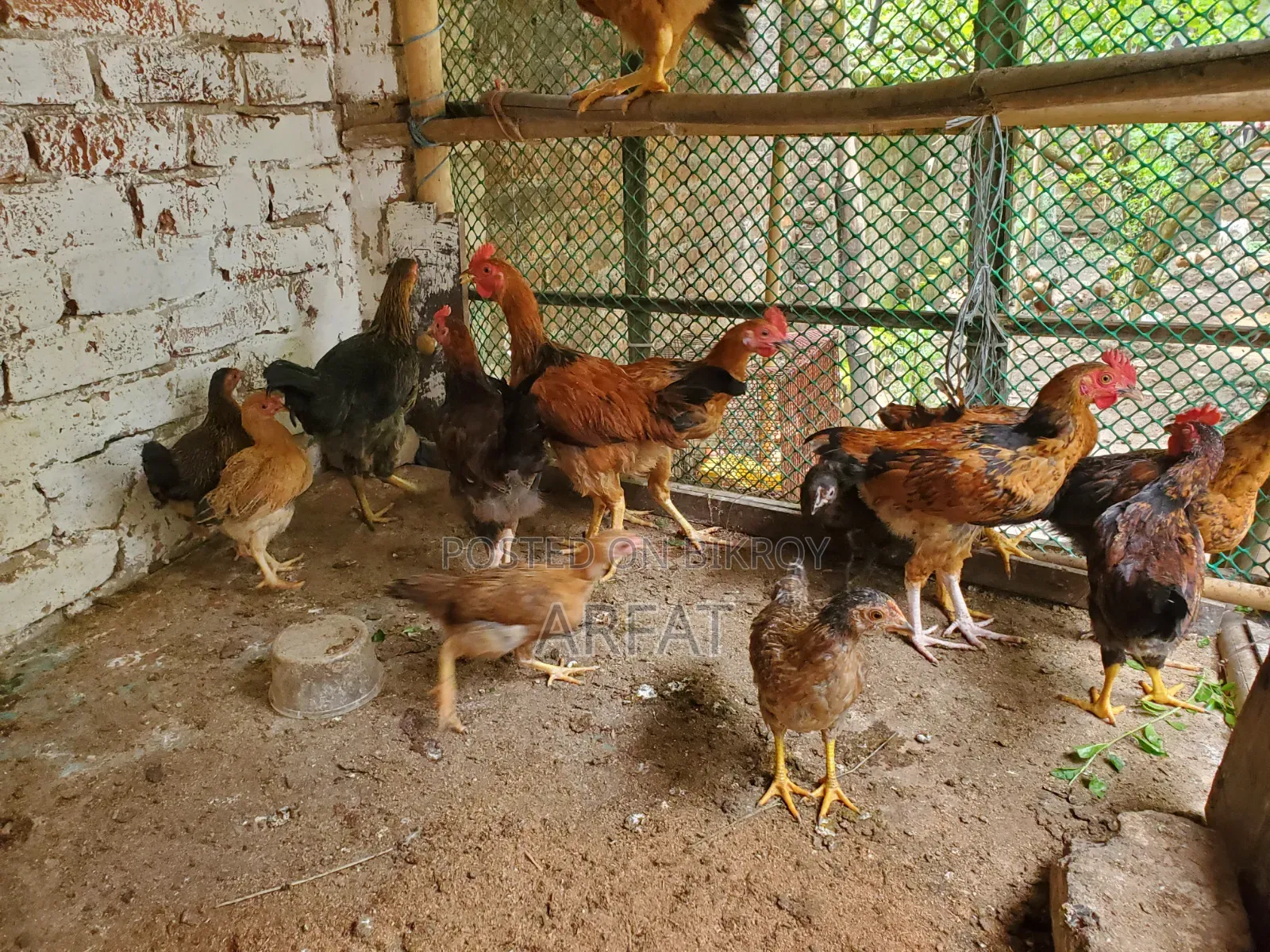 Native chicken chicks of growing age for sale.