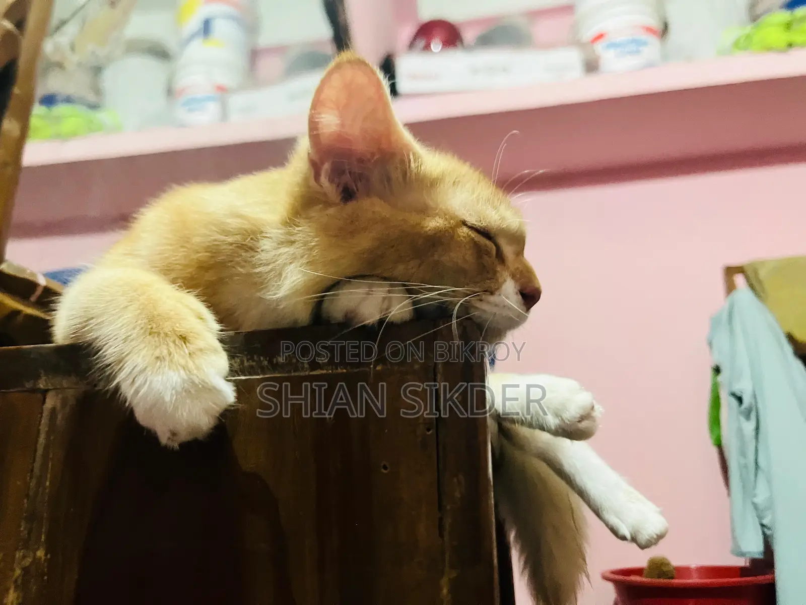 ৩-৬ মাস বয়সী পুরুষ মিশ্র জাতের বিড়াল